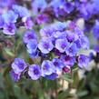 Plicník skvrnitý 'Smokey Blue' - Pulmonaria saccharata 'Smokey Blue'