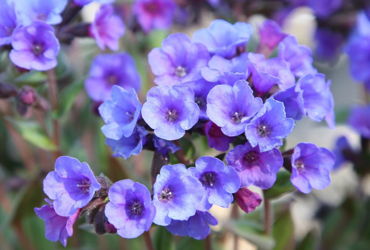 Plicník skvrnitý 'Smokey Blue' - Pulmonaria saccharata 'Smokey Blue'