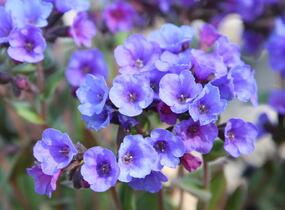 Plicník skvrnitý 'Smokey Blue' - Pulmonaria saccharata 'Smokey Blue'