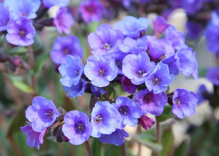 Plicník skvrnitý 'Smokey Blue' - Pulmonaria saccharata 'Smokey Blue'