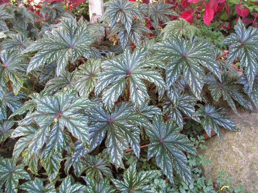 Begónie 'Gryphon' - Begonia hybrida 'Gryphon'