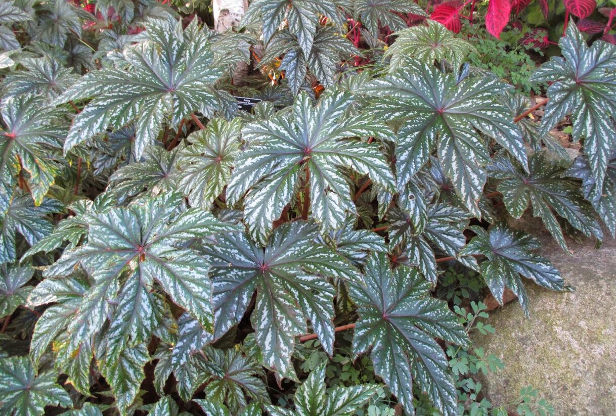 Begónie 'Gryphon' - Begonia hybrida 'Gryphon'