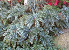 Begónie 'Gryphon' - Begonia hybrida 'Gryphon'