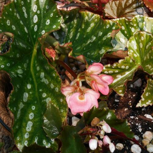 Begónie 'Gryphon' - Begonia hybrida 'Gryphon'