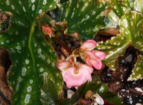 Begónie 'Gryphon' - Begonia hybrida 'Gryphon'