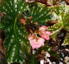 Begónie 'Gryphon' - Begonia hybrida 'Gryphon'