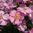 Růže mnohokvětá 'Lavender Dream' - Rosa MK 'Lavender Dream'