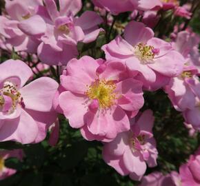 Růže mnohokvětá 'Lavender Dream' - Rosa MK 'Lavender Dream'