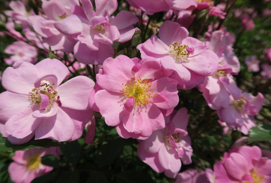 Růže mnohokvětá 'Lavender Dream' - Rosa MK 'Lavender Dream'