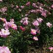 Růže mnohokvětá 'Lavender Dream' - Rosa MK 'Lavender Dream'