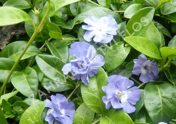 Barvínek menší 'Temptation' - Vinca minor 'Temptation'