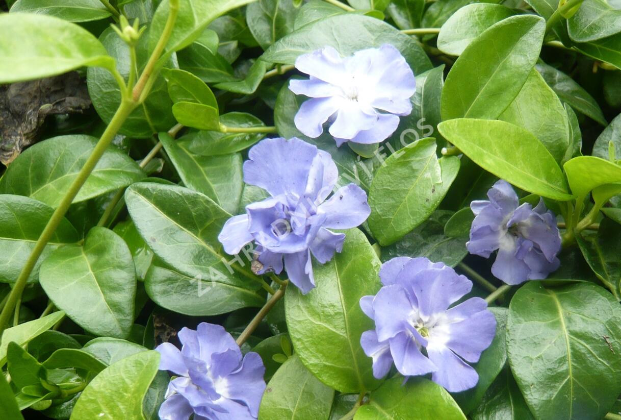 Barvínek menší 'Temptation' - Vinca minor 'Temptation'