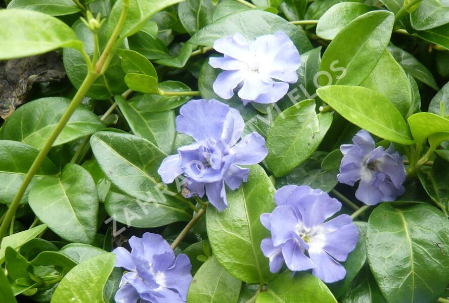 Barvínek menší 'Temptation' - Vinca minor 'Temptation'