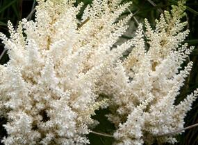 Čechrava čínská 'Diamonds and Pearls' - Astilbe chinensis 'Diamonds and Pearls'