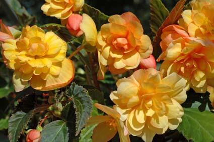 Begónie hlíznatá 'Beluga Apricot' - Begonia tuberhybrida 'Beluga Apricot'