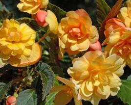 Begónie hlíznatá 'Beluga Apricot'