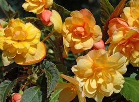 Begónie hlíznatá 'Beluga Apricot' - Begonia tuberhybrida 'Beluga Apricot'