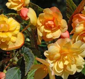 Begónie hlíznatá 'Beluga Apricot' - Begonia tuberhybrida 'Beluga Apricot'