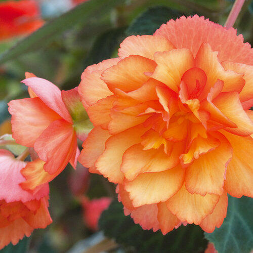 Begónie hlíznatá 'Beluga Apricot' - Begonia tuberhybrida 'Beluga Apricot'