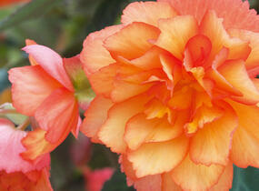 Begónie hlíznatá 'Beluga Apricot' - Begonia tuberhybrida 'Beluga Apricot'