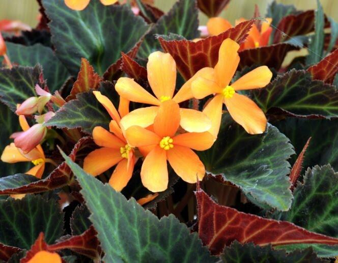 Begónie 'Glowing Embers' - Begonia hybrida 'Glowing Embers'