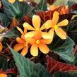 Begónie 'Glowing Embers' - Begonia hybrida 'Glowing Embers'