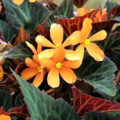 Begónie 'Glowing Embers' - Begonia hybrida 'Glowing Embers'