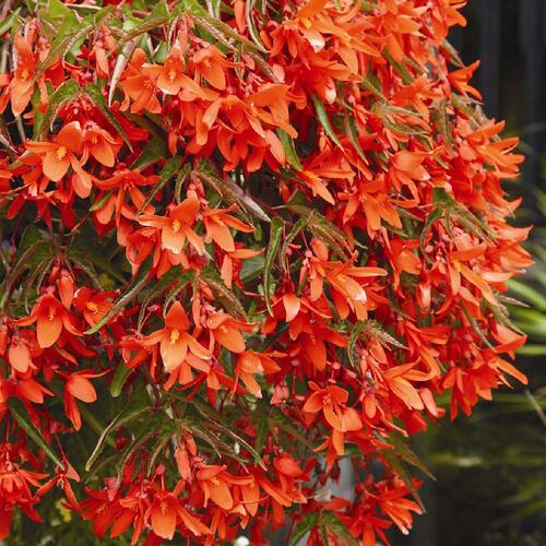 Begónie 'Belmona Orange' - Begonia hybrida 'Belmona Orange'