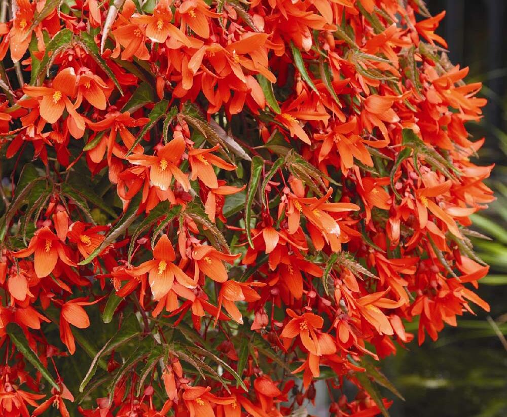 Begónie 'Belmona Orange' - Begonia hybrida 'Belmona Orange'