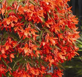Begónie 'Belmona Orange' - Begonia hybrida 'Belmona Orange'