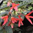 Begónie 'Belmona Orange' - Begonia hybrida 'Belmona Orange'