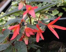 Begónie 'Belmona Orange'