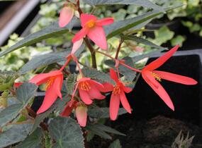 Begónie 'Belmona Orange' - Begonia hybrida 'Belmona Orange'