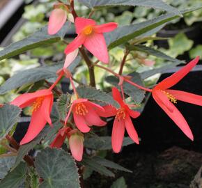 Begónie 'Belmona Orange' - Begonia hybrida 'Belmona Orange'