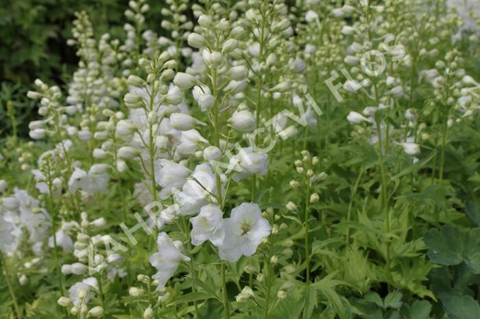 Ostrožka 'Excalibur Pure White' - Delphinium x cultorum 'Excalibur Pure White'