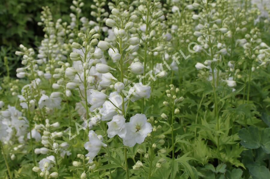 Ostrožka 'Excalibur Pure White' - Delphinium x cultorum 'Excalibur Pure White'