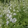 Ostrožka 'Excalibur Pure White' - Delphinium x cultorum 'Excalibur Pure White'