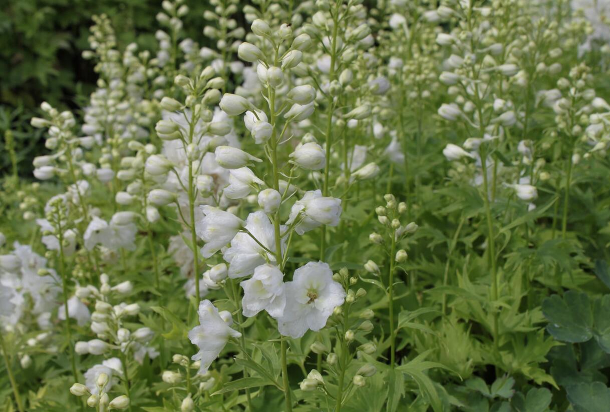 Ostrožka 'Excalibur Pure White' - Delphinium x cultorum 'Excalibur Pure White'