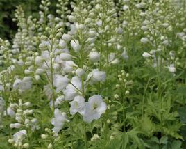 Ostrožka 'Excalibur Pure White'