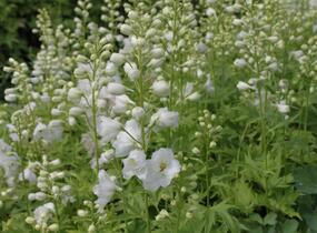 Ostrožka 'Excalibur Pure White' - Delphinium x cultorum 'Excalibur Pure White'