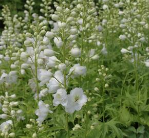 Ostrožka 'Excalibur Pure White' - Delphinium x cultorum 'Excalibur Pure White'