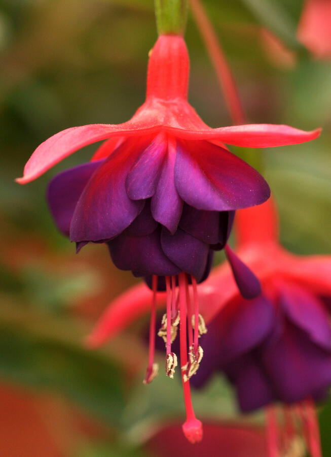 Fuchsie, čílko 'Electra Regia Red' - Fuchsia magellanica 'Electra Regia Red'