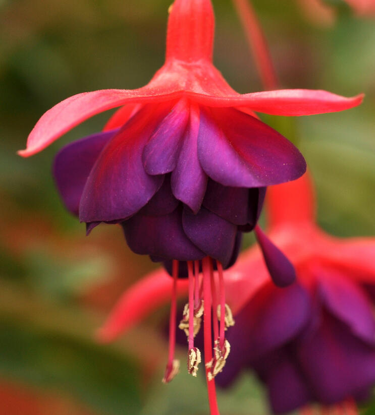 Fuchsie, čílko 'Electra Regia Red' - Fuchsia magellanica 'Electra Regia Red'
