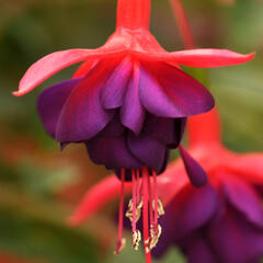 Fuchsie, čílko 'Electra Regia Red' - Fuchsia magellanica 'Electra Regia Red'