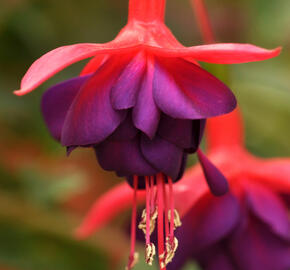 Fuchsie, čílko 'Electra Regia Red' - Fuchsia magellanica 'Electra Regia Red'