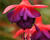 Fuchsie, čílko 'Electra Regia Red'