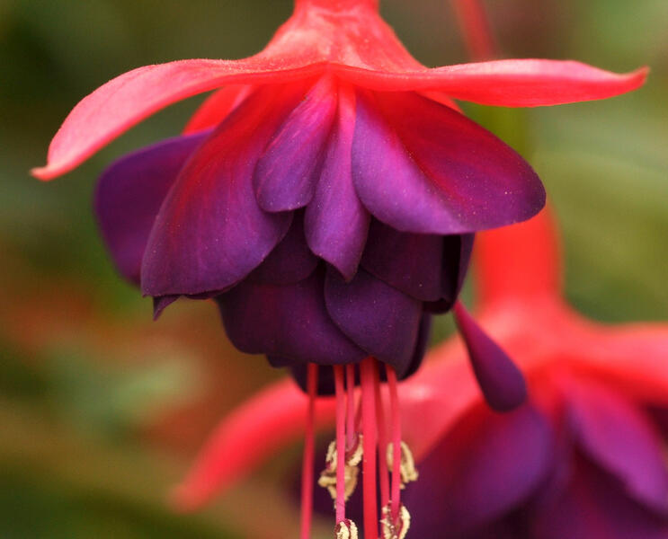 Fuchsie, čílko 'Electra Regia Red' - Fuchsia magellanica 'Electra Regia Red'