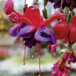 Fuchsie, čílko 'Voodoo' - Fuchsia hybrida 'Voodoo'
