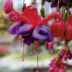 Fuchsie, čílko 'Voodoo' - Fuchsia hybrida 'Voodoo'
