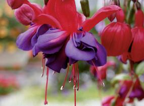 Fuchsie, čílko 'Voodoo' - Fuchsia hybrida 'Voodoo'